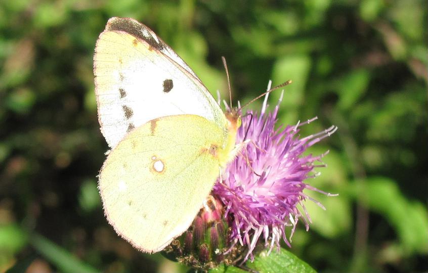 Colias crocea, f. helice?